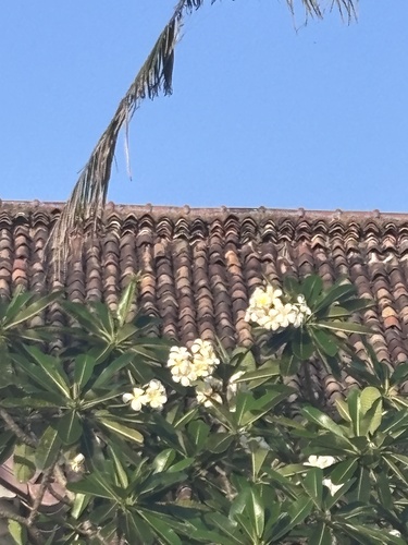 Jasmim-manga das Bahamas