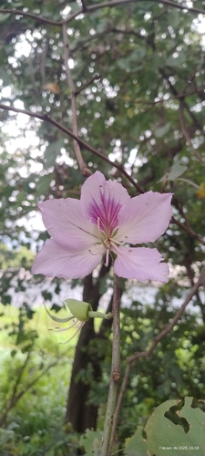Pata-de-vaca Lilás