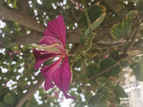 Pata-de-vaca Lilás