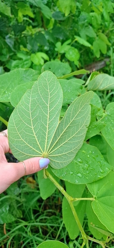 Pata-de-vaca Branca Nativa