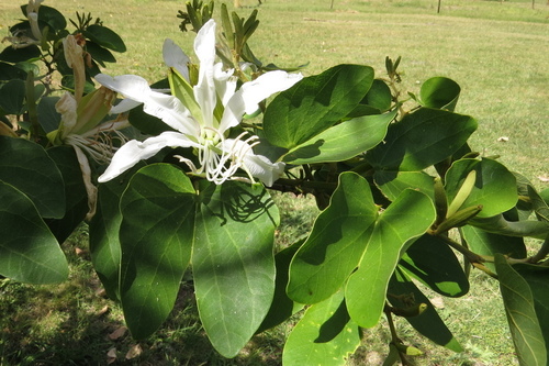 Pata-de-vaca Branca Nativa