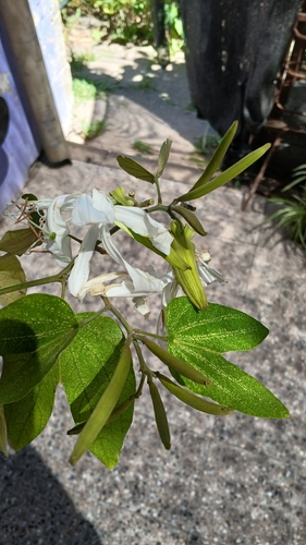 Pata-de-vaca Branca Nativa