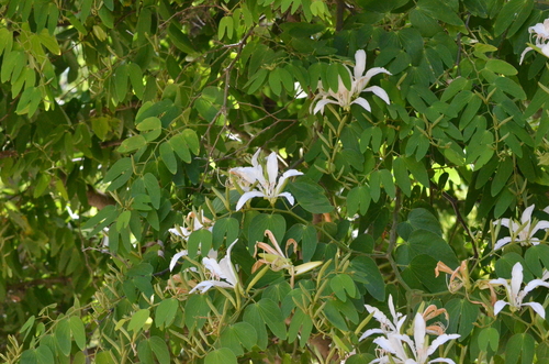 Pata-de-vaca Branca Nativa