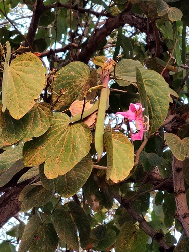 Pata-de-vaca Púrpura
