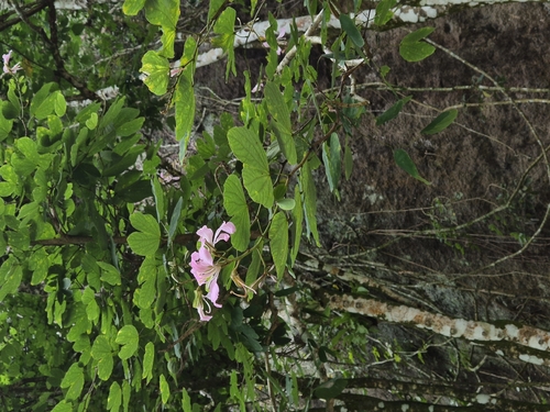 Pata-de-vaca Púrpura
