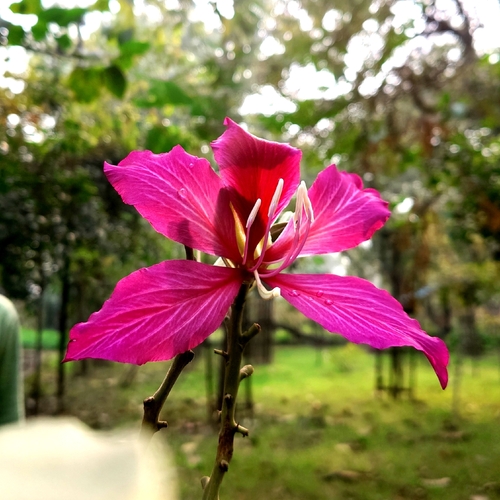 Pata-de-vaca de Hong Kong
