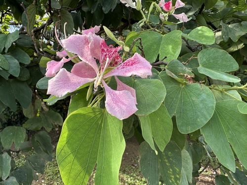 Pata-de-vaca Orquídea Pobre