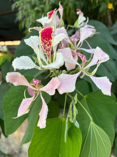 Pata-de-vaca Orquídea Pobre