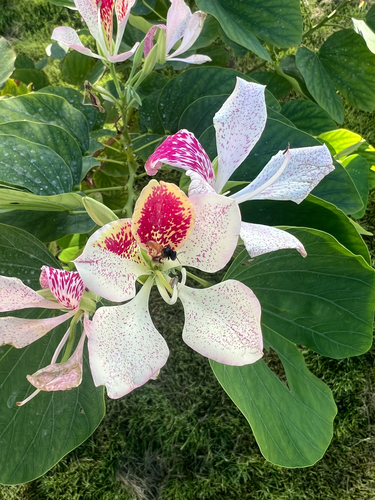 Pata-de-vaca Orquídea Pobre