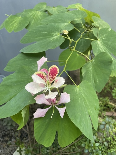 Pata-de-vaca Orquídea Pobre