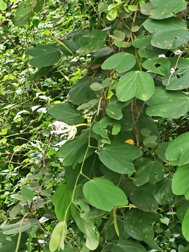 Pata-de-vaca Espinhosa