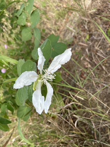 Pata-de-vaca Espinhosa