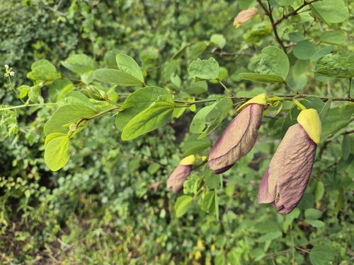 Pata-de-vaca Amarela
