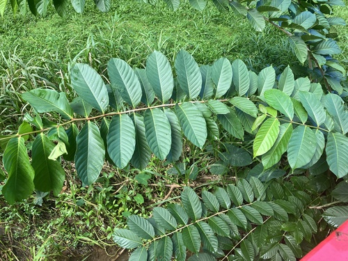 Resedá-gigante (Flor-da-rainha)
