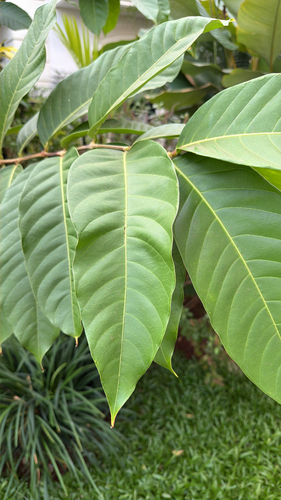 Resedá-gigante (Flor-da-rainha)