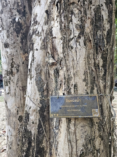 Resedá-gigante (Flor-da-rainha)