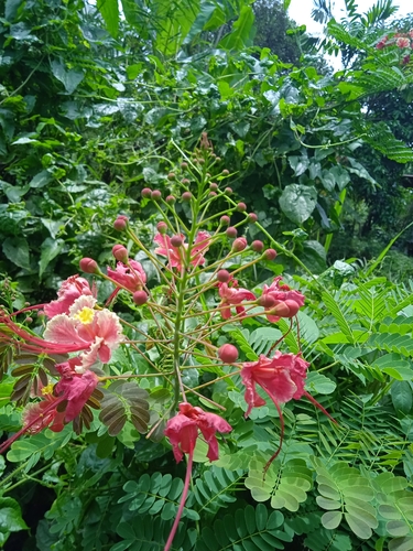Flamboyanzinho Laranja-Vermelho