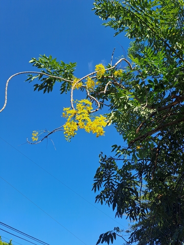 Cássia Chuva-de-ouro