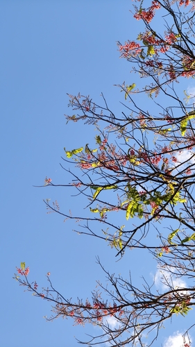 Cássia Rosa (Cássia-grandis)
