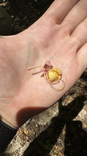 Cássia Rosa (Cássia-grandis)