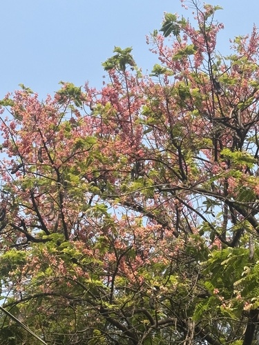 Cássia Rosa (Cássia-grandis)