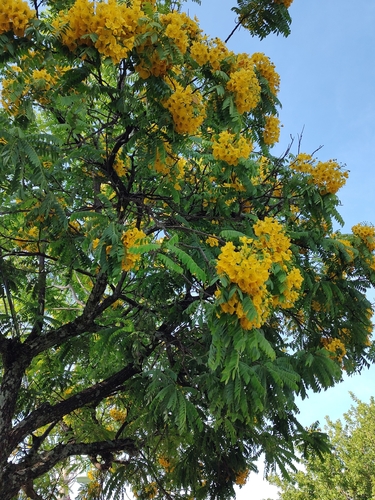 Cássia-fístula Chuva-de-ouro Nativa