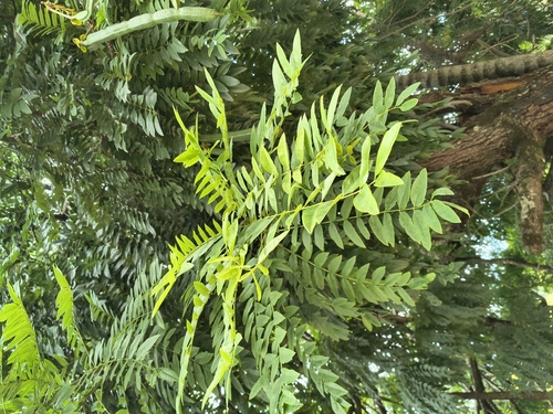 Cássia-fístula Chuva-de-ouro Nativa