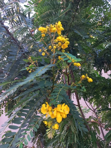 Pau-cigarra Amarelo