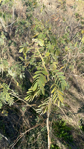 Cássia do Nordeste (Senna)