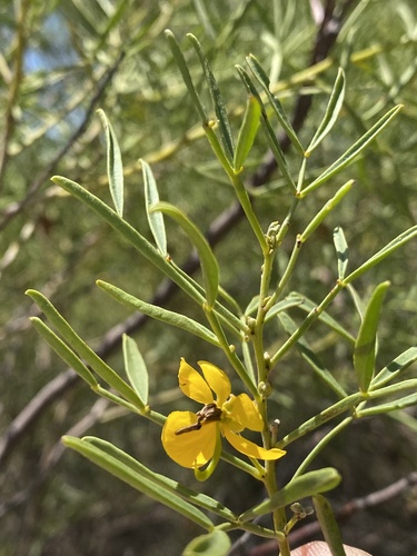 Cássia do Nordeste (Senna)