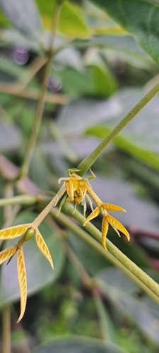 Manduirana Amarela