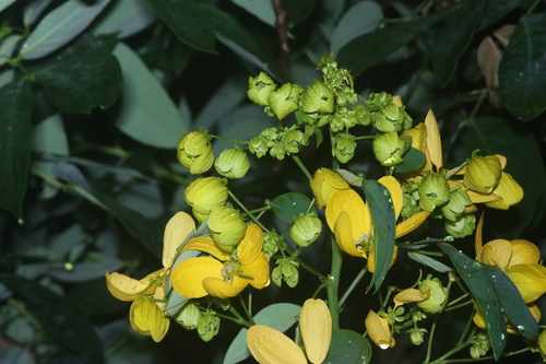 Manduirana Amarela