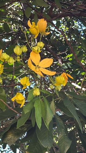 Manduirana Amarela