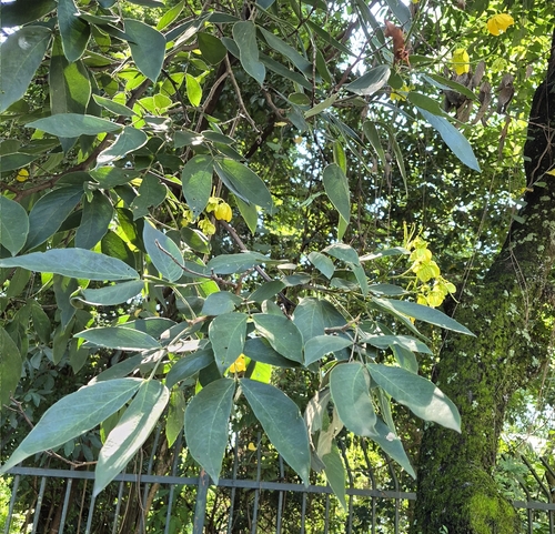 Manduirana Amarela