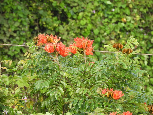 Bisnagueira (Tulipa do Gabão)