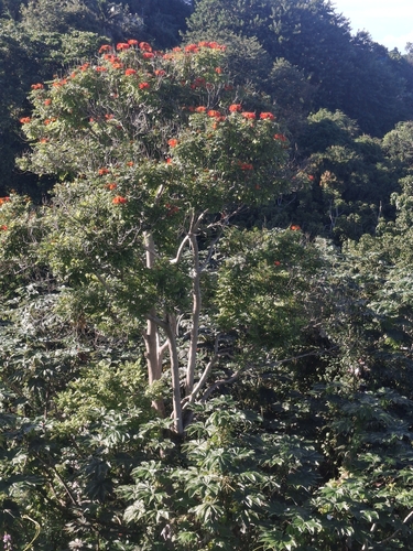 Bisnagueira (Tulipa do Gabão)