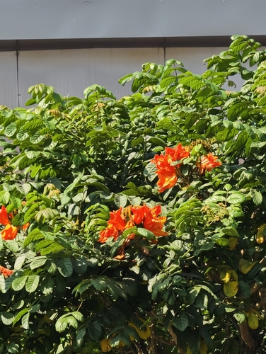 Bisnagueira de Flores Amarelas