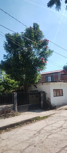 Bisnagueira de Flores Amarelas