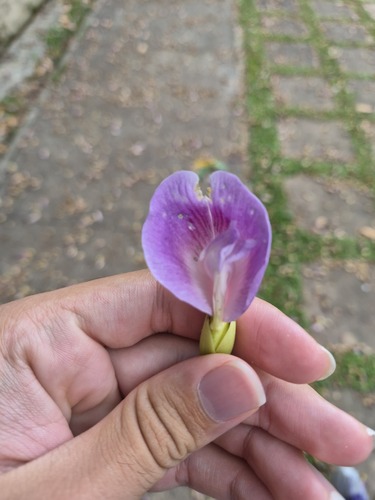 Sombreiro de Copa Densa