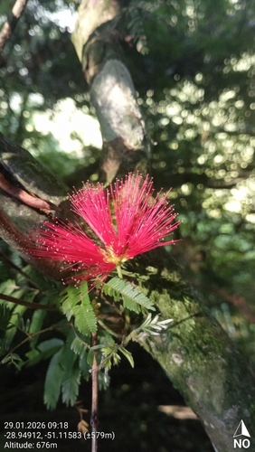 Esponjinha-vermelha do Campo