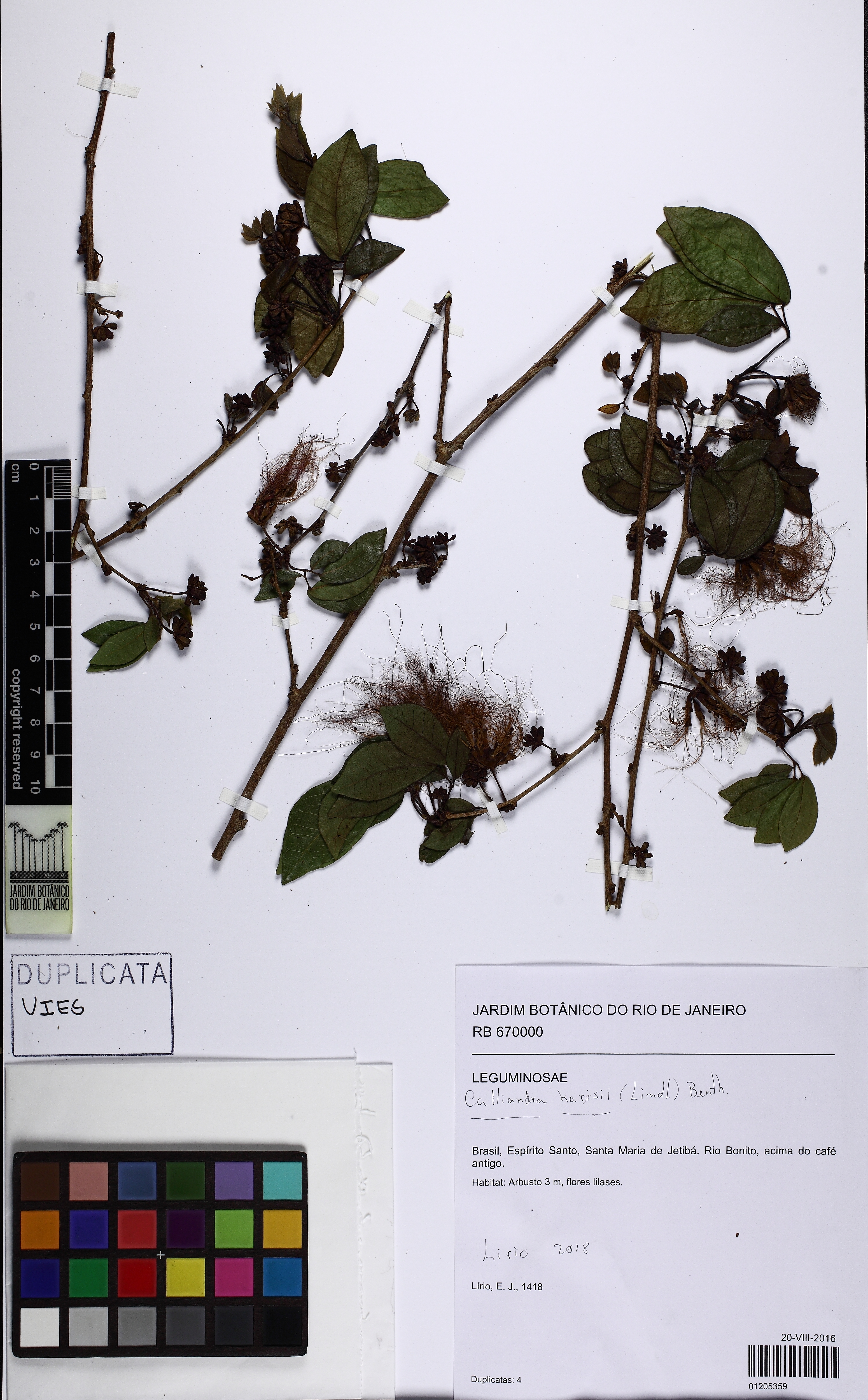 Esponjinha Branca