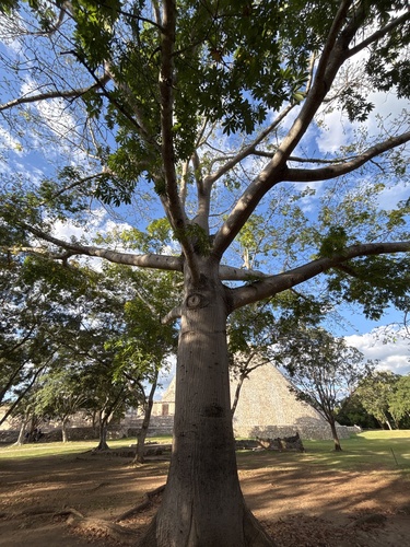 Sumaúma da Amazônia