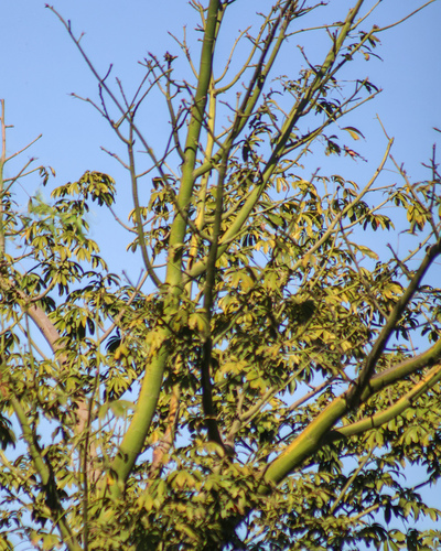 Sumaúma da Amazônia