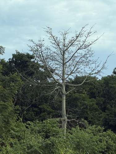 Sumaúma da Amazônia