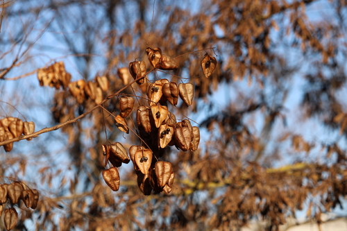 Saboneteira da China (Golden Rain)