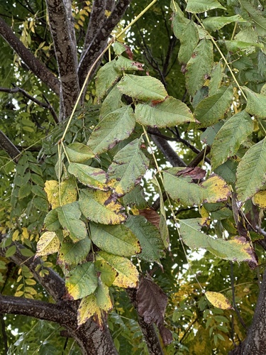 Saboneteira de Frutos Rosas