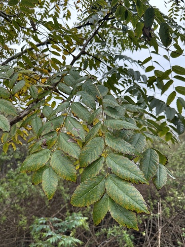 Saboneteira de Frutos Rosas