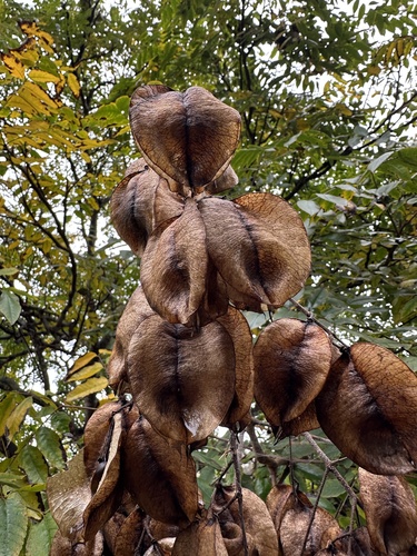 Saboneteira de Frutos Rosas