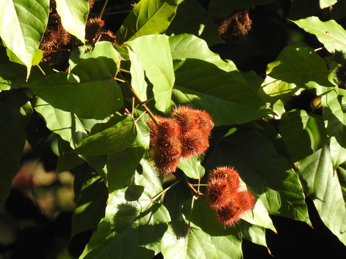 Urucum de Flores Rosas