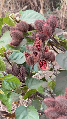 Urucum de Flores Rosas